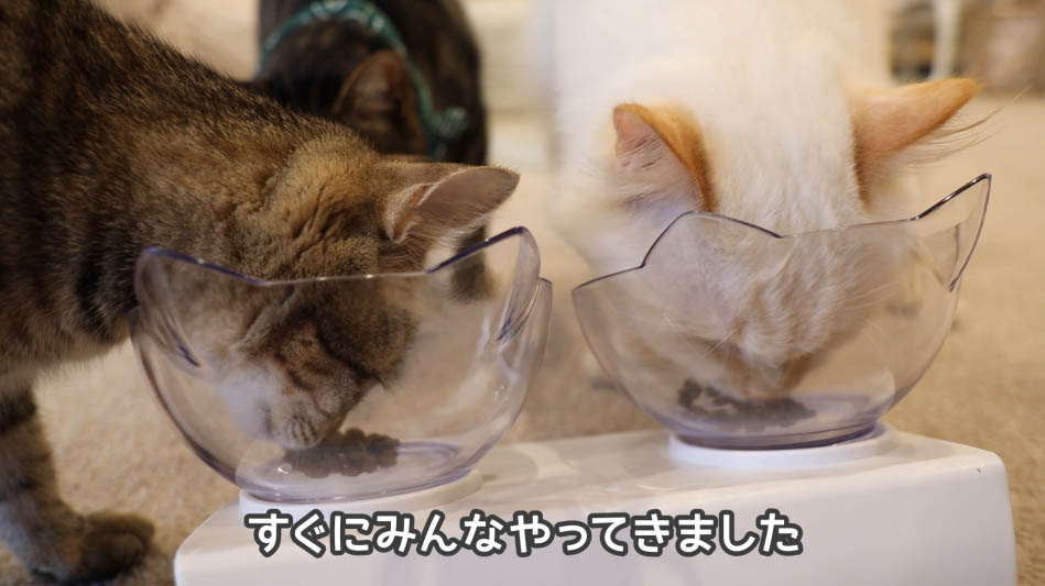 猫たちも大興奮!グランツキャットフードの動画で徹底レビュー - ね